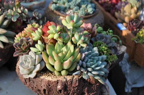 多肉要怎么養(yǎng)才不容易死？花友總結(jié)的養(yǎng)殖經(jīng)驗(yàn)，讓新手少走彎路！