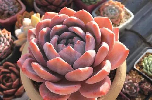 養(yǎng)花多肉植物怎樣養(yǎng)_多肉花怎樣養(yǎng)殖_養(yǎng)殖多肉花盆必須有孔嗎