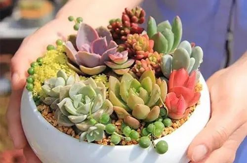 多肉花怎樣養(yǎng)殖_養(yǎng)花多肉植物怎樣養(yǎng)_養(yǎng)殖多肉花盆必須有孔嗎