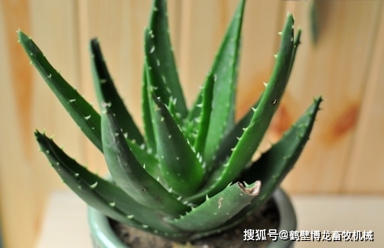 衛(wèi)生養(yǎng)間綠植可以放陽臺嗎_衛(wèi)生間養(yǎng)綠植影響風(fēng)水_衛(wèi)生間可以養(yǎng)什么綠植