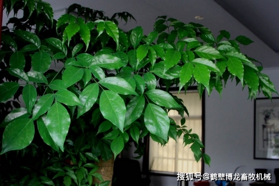 衛(wèi)生間養(yǎng)綠植影響風(fēng)水_衛(wèi)生養(yǎng)間綠植可以放陽臺嗎_衛(wèi)生間可以養(yǎng)什么綠植