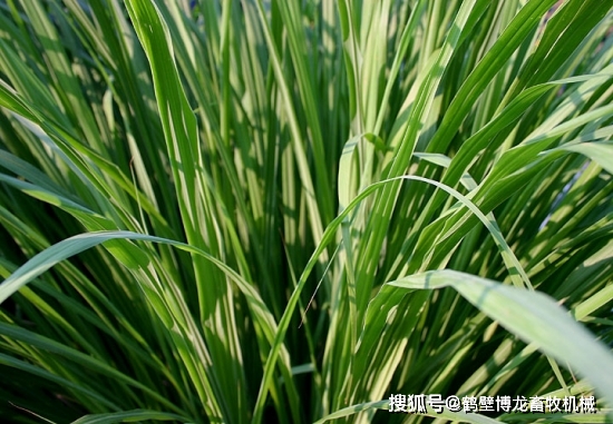 衛(wèi)生間養(yǎng)綠植影響風(fēng)水_衛(wèi)生間可以養(yǎng)什么綠植_衛(wèi)生養(yǎng)間綠植可以放陽臺嗎