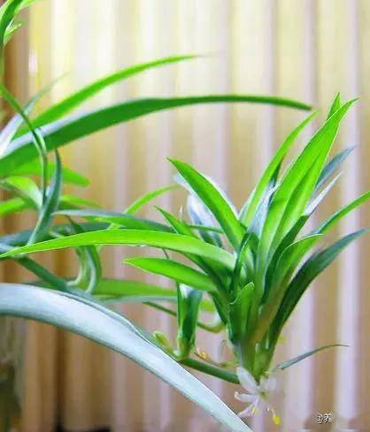 <strong>15種最好養(yǎng)的家居植物</strong>