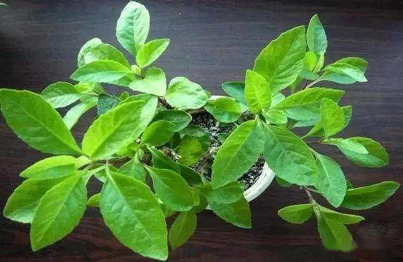 臥室綠植適合養(yǎng)什么花_臥室適合綠植嗎_適合臥室的綠植