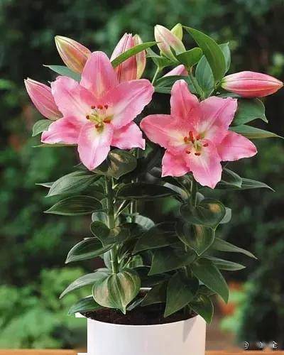 臥室綠植適合養(yǎng)什么花_臥室適合綠植嗎_適合臥室的綠植