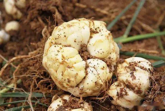 適合臥室的綠植_臥室綠植適合養(yǎng)什么花_臥室適合綠植嗎