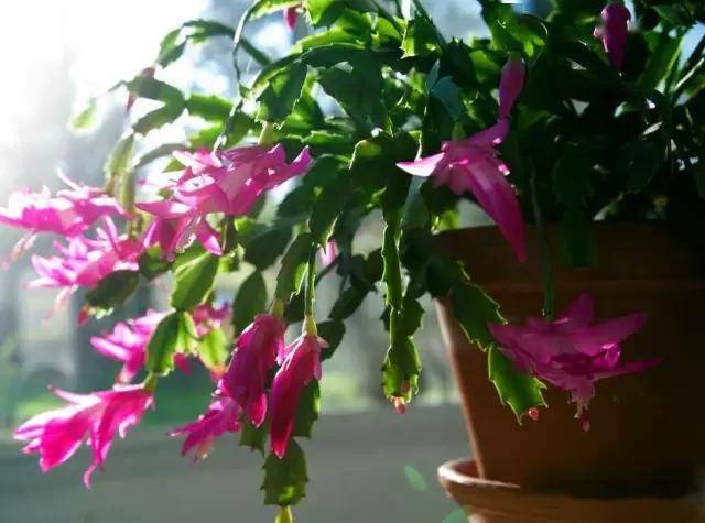 臥室適合綠植嗎_臥室綠植適合養(yǎng)什么花_適合臥室的綠植