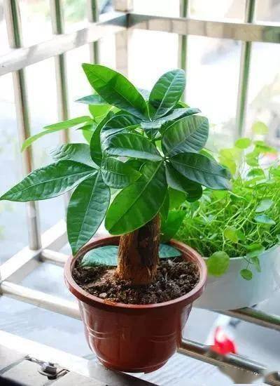 臥室適合綠植嗎_臥室綠植適合養(yǎng)什么花_適合臥室的綠植