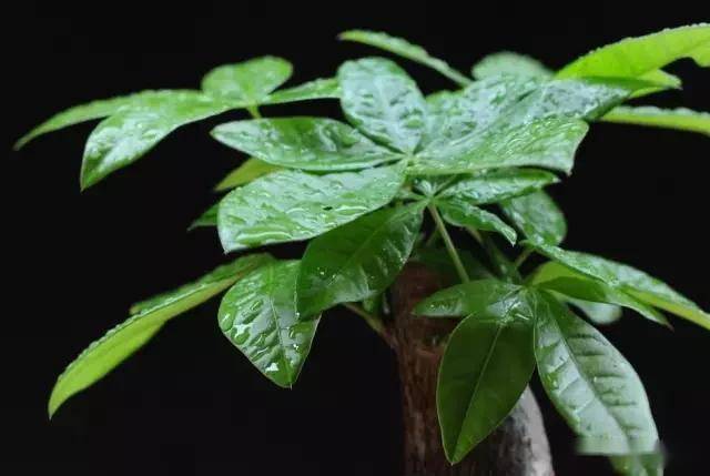 適合臥室的綠植_臥室適合綠植嗎_臥室綠植適合養(yǎng)什么花