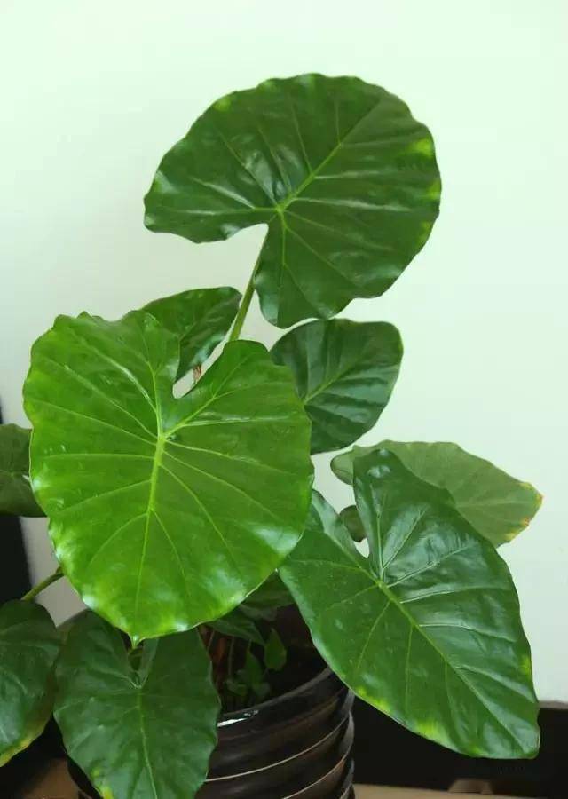 適合臥室的綠植_臥室綠植適合養(yǎng)什么花_臥室適合綠植嗎