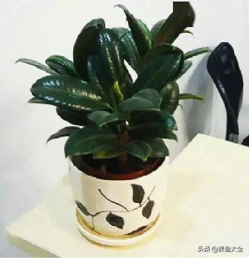 臥室綠植適合養(yǎng)什么花_適合臥室的綠植_臥室適合綠植嗎