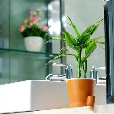 適合臥室的綠植_臥室綠植適合養(yǎng)什么花_臥室適合綠植嗎