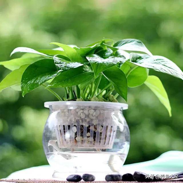 臥室綠植適合養(yǎng)什么花_適合臥室的綠植_臥室適合綠植嗎