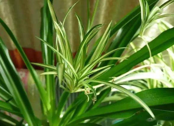 適合臥室的綠植_臥室適合綠植嗎_臥室綠植適合養(yǎng)什么花