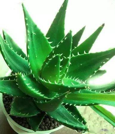 臥室適合綠植嗎_臥室綠植適合養(yǎng)什么花_適合臥室的綠植