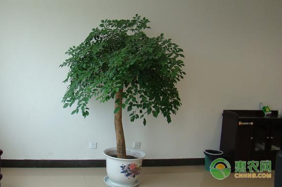 客廳種綠植有什么好處_客廳好養(yǎng)活的綠植有哪些_客廳植物好養(yǎng)活