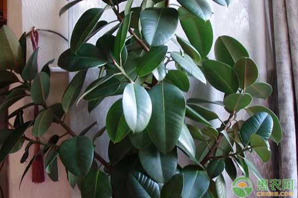 客廳種綠植有什么好處_客廳好養(yǎng)活的綠植有哪些_客廳植物好養(yǎng)活