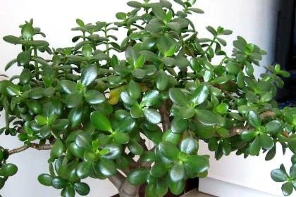 客廳養(yǎng)什么綠植最旺家旺財(cái)_客廳旺財(cái)植物_客廳旺位可以放什么植物