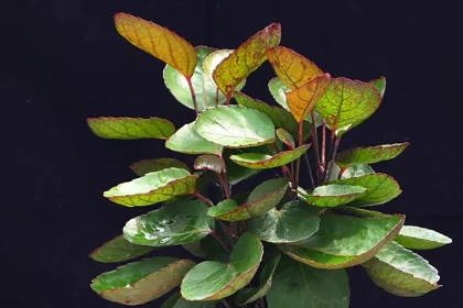 客廳旺位可以放什么植物_客廳養(yǎng)什么綠植最旺家旺財(cái)_客廳旺財(cái)植物