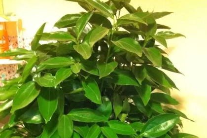 客廳旺財(cái)植物_客廳養(yǎng)什么綠植最旺家旺財(cái)_客廳旺位可以放什么植物