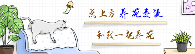 植物多肉作文300字優(yōu)秀_植物多肉怎么養(yǎng)殖方法_多個(gè)多肉植物