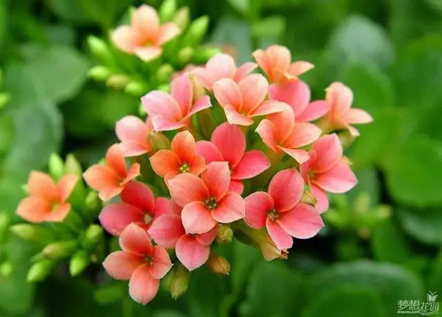 生日送花好么_生日送花好嗎_生日送花好還是蛋糕