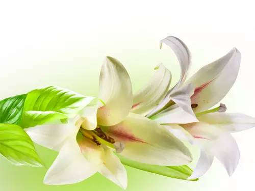 生日送花好嗎_生日送花好還是蛋糕_生日送花好么