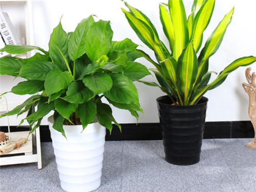 客廳適合擺放什么綠植