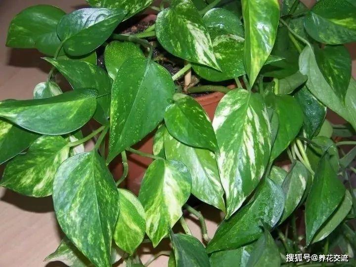 能凈化空氣的室內(nèi)植物有哪些_凈化室內(nèi)空氣植物有哪些_能凈化空氣的室內(nèi)植物有哪些