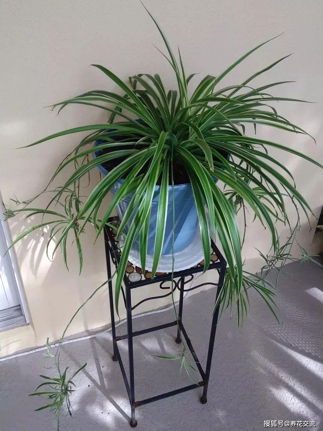 能凈化空氣的室內(nèi)植物有哪些_能凈化空氣的室內(nèi)植物有哪些_凈化室內(nèi)空氣植物有哪些