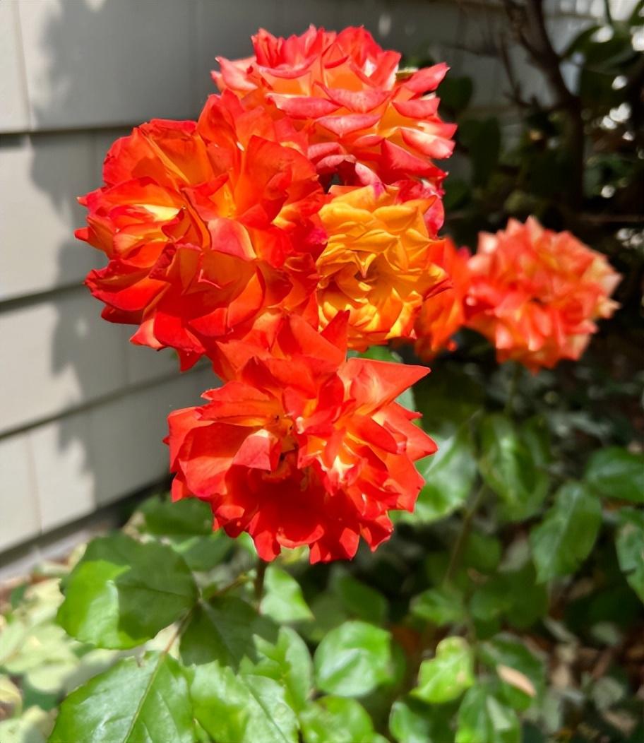 冬季養(yǎng)什么花_冬季養(yǎng)花的注意事項(xiàng)_冬季養(yǎng)花品種