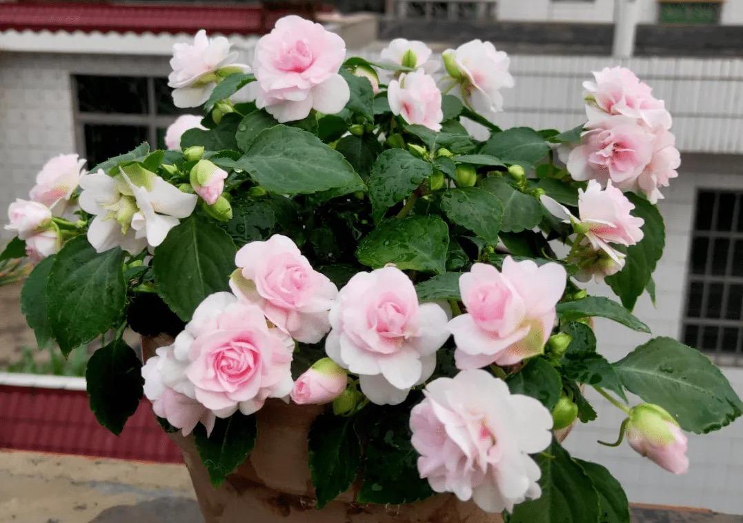 冬季養(yǎng)花的注意事項(xiàng)_冬季養(yǎng)什么花_冬季養(yǎng)花品種