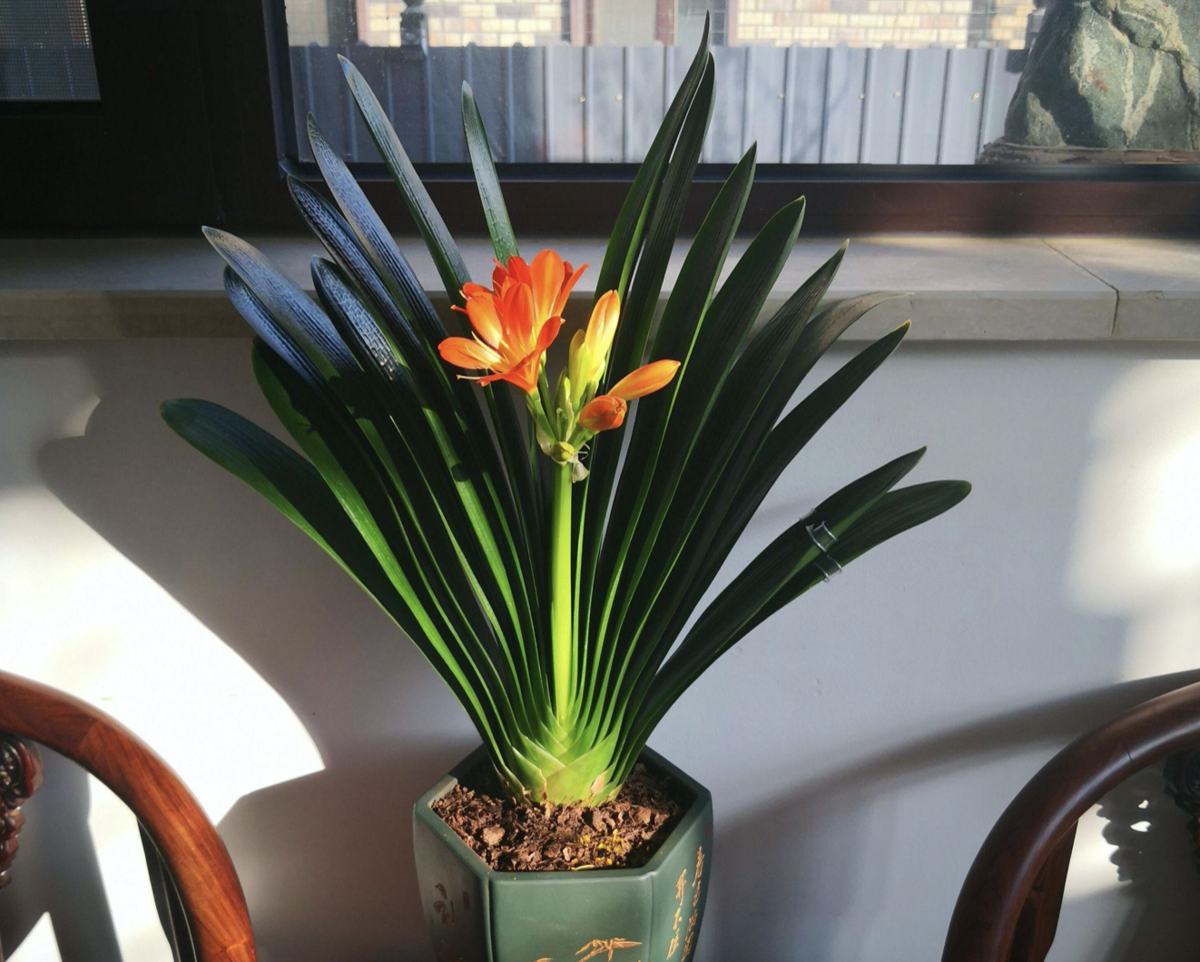 5種“養(yǎng)人花”，客廳一放，好養(yǎng)漂亮，澆澆水就瘋長(zhǎng)，旺家人健康