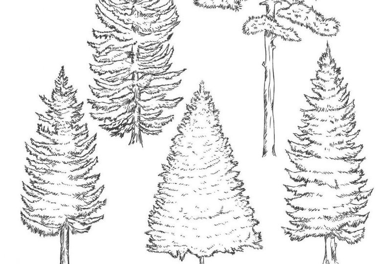 北方庭院耐寒盆景_適合北方庭院的耐寒綠植_北方庭院耐寒觀賞花樹(shù)