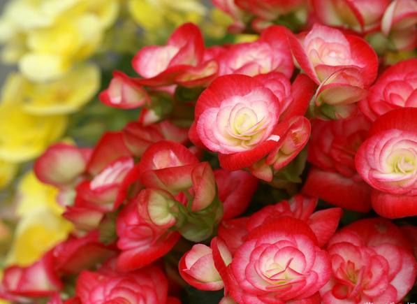 <strong>總有一種養(yǎng)在庭院里的花，能“四季開花”</strong>