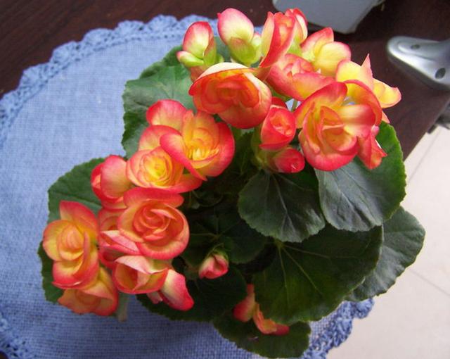 四季開(kāi)花好養(yǎng)_有什么花一年四季開(kāi)花又好養(yǎng)的呢_開(kāi)花四季養(yǎng)花好有哪些品種