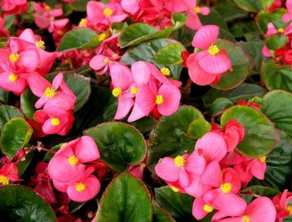 四季開(kāi)花好養(yǎng)_有什么花一年四季開(kāi)花又好養(yǎng)的呢_開(kāi)花四季養(yǎng)花好有哪些品種