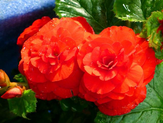 四季開(kāi)花好養(yǎng)_開(kāi)花四季養(yǎng)花好有哪些品種_有什么花一年四季開(kāi)花又好養(yǎng)的呢