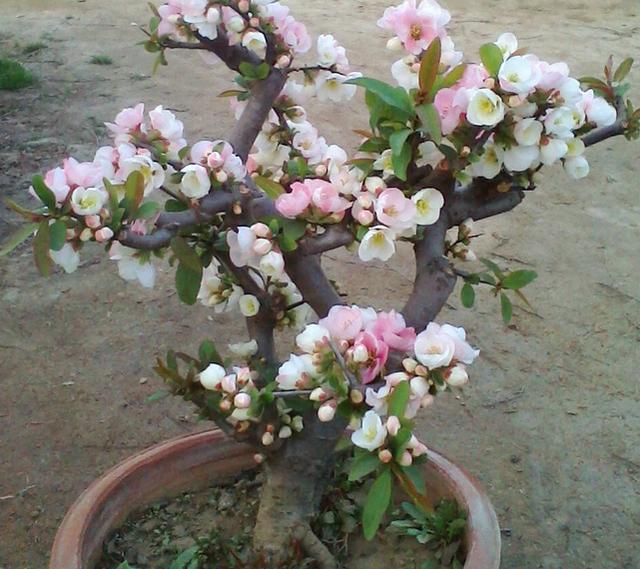 開(kāi)花四季養(yǎng)花好有哪些品種_四季開(kāi)花好養(yǎng)_有什么花一年四季開(kāi)花又好養(yǎng)的呢