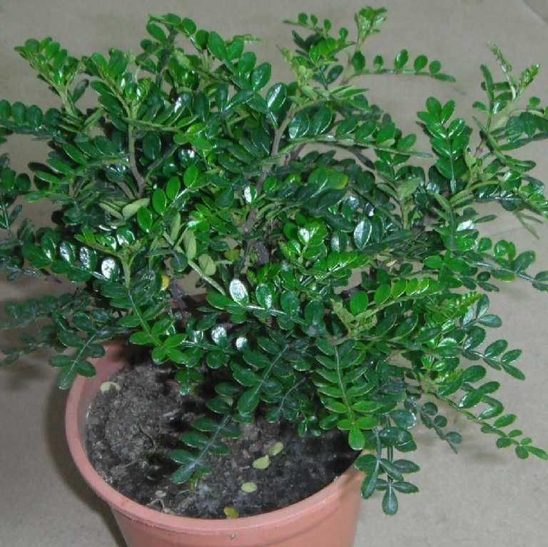 四季開(kāi)花好養(yǎng)盆栽_四季常開(kāi)好養(yǎng)的花_四季養(yǎng)的花