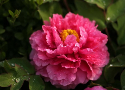 世界十大名貴花卉_世界名貴花卉排名_花卉名貴世界排行榜