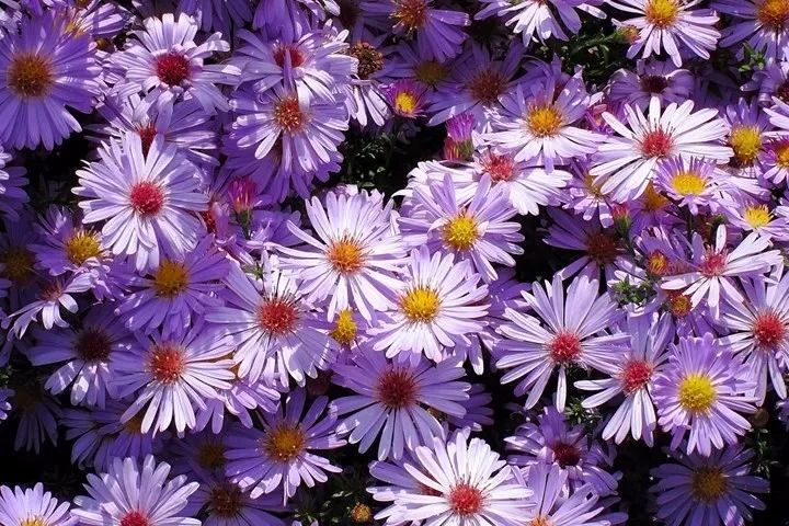 7種熱帶長(zhǎng)常見的觀賞植物，在北方就只能養(yǎng)成盆栽了