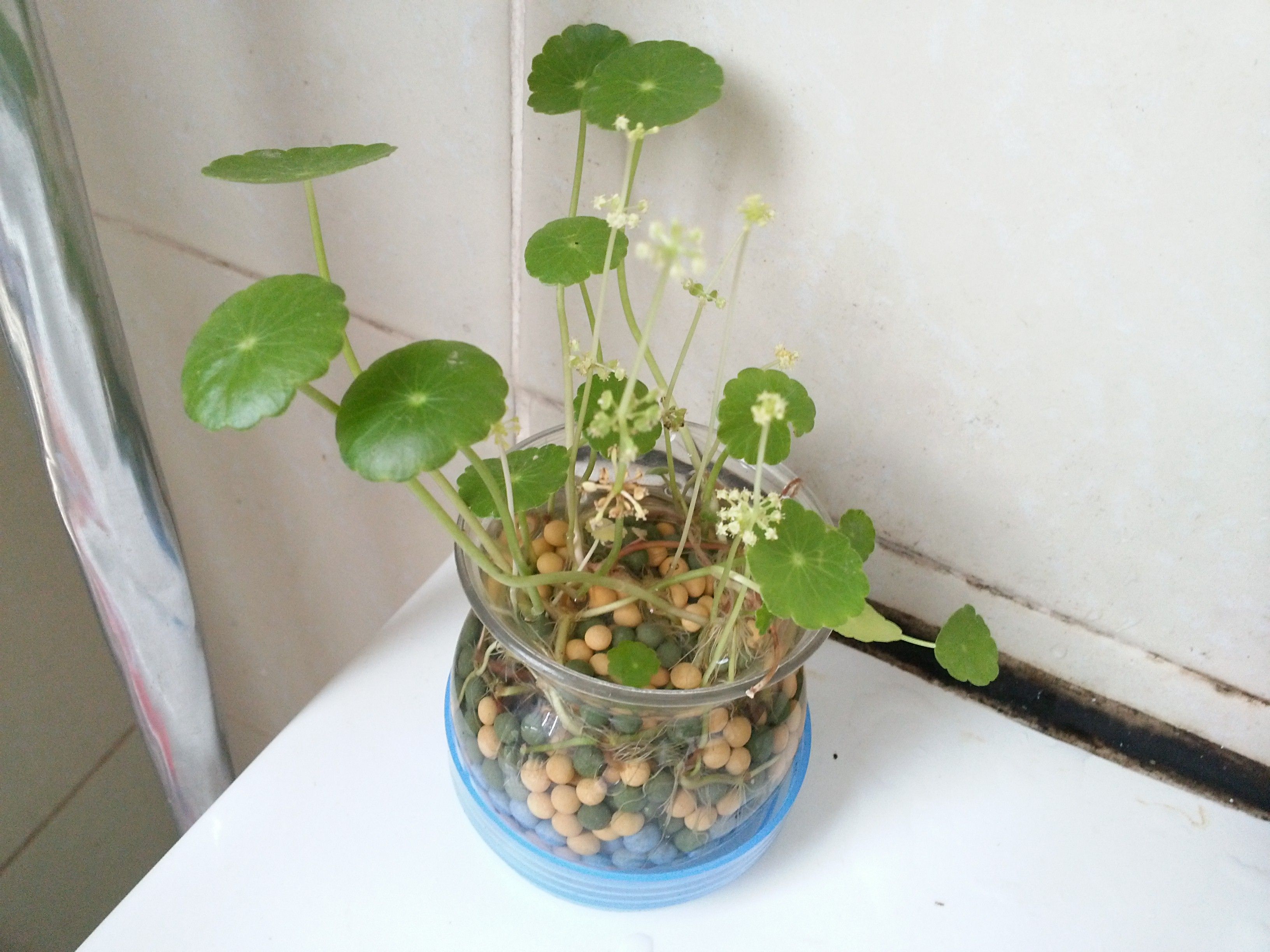 銅錢草會(huì)開(kāi)花嗎?銅錢草開(kāi)花怎么辦