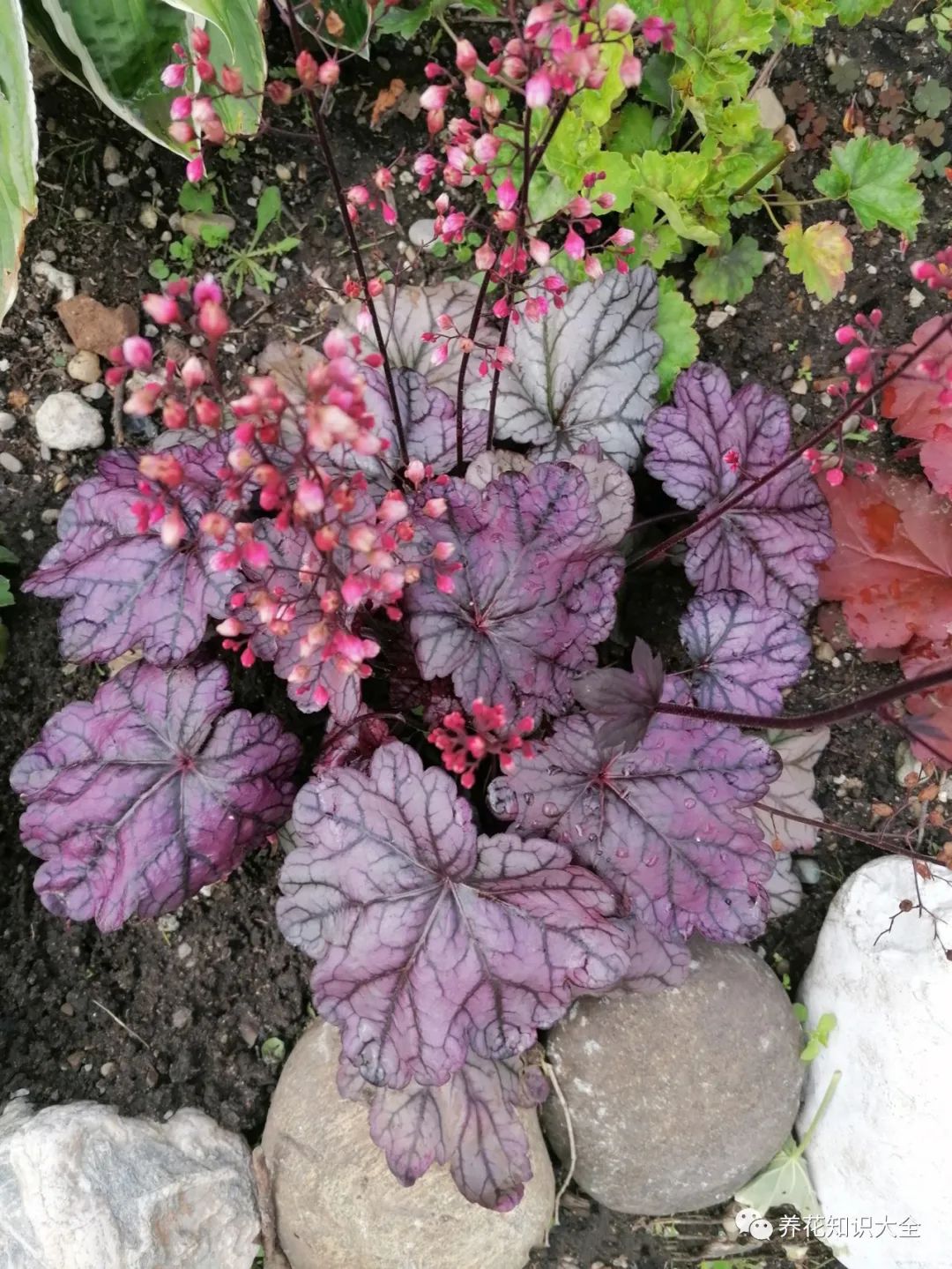 <strong>識(shí)花 | 看圖猜花名，了解更多有趣花卉知識(shí)~</strong>