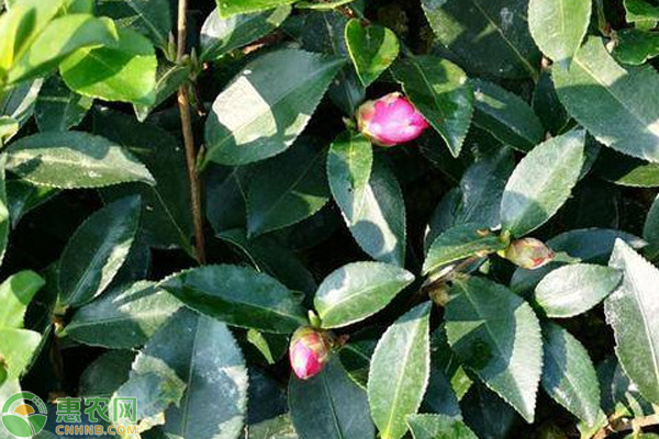 冬季好養(yǎng)的室內(nèi)盆栽_冬天室內(nèi)盆栽怎么保暖_盆栽冬季養(yǎng)護