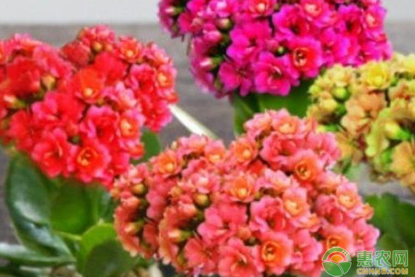 冬季好養(yǎng)的室內(nèi)盆栽_盆栽冬季養(yǎng)護_冬天室內(nèi)盆栽怎么保暖