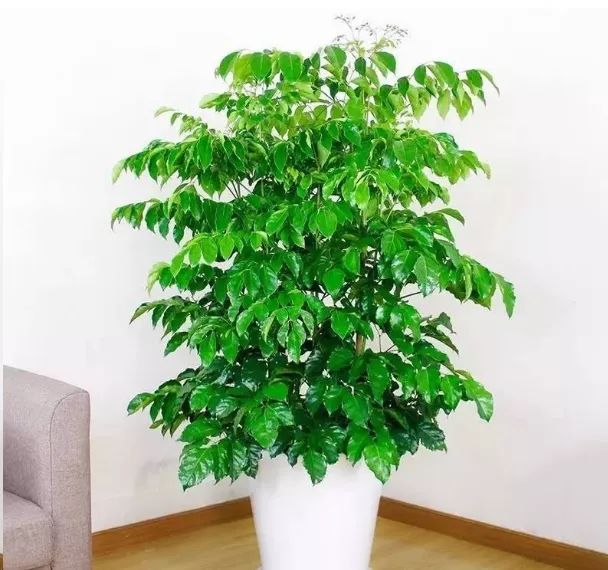 適合放在客廳的綠植_客廳綠植放在適合什么位置_放客廳的綠植