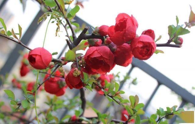 <strong>5種耐寒花卉，零下10度也能安全過(guò)冬，養(yǎng)起來(lái)省心又漂亮</strong>