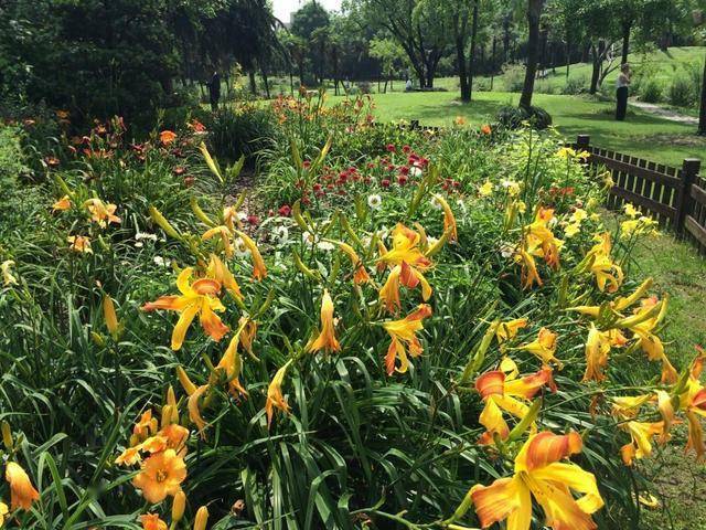 室外耐寒耐凍的綠植有哪些_耐寒綠植室外_室內(nèi)耐寒耐凍的綠植有哪些