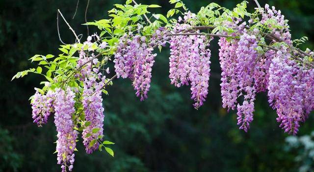 室外耐寒耐凍的綠植有哪些_室內(nèi)耐寒耐凍的綠植有哪些_耐寒綠植室外